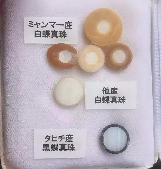 緬甸金珠：一顆21萬，一年只產2000顆？政府獨霸，只準日本人先挑？