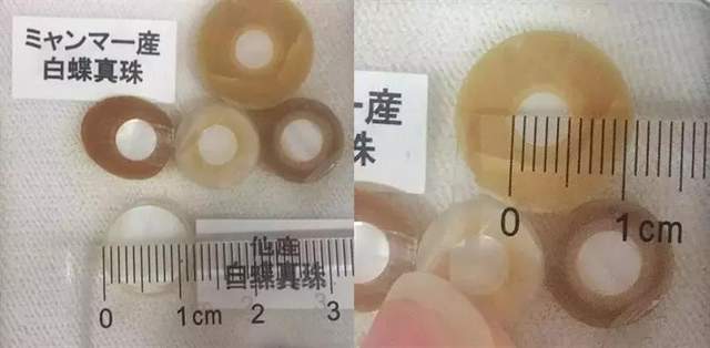 緬甸金珠：一顆21萬，一年只產2000顆？政府獨霸，只準日本人先挑？