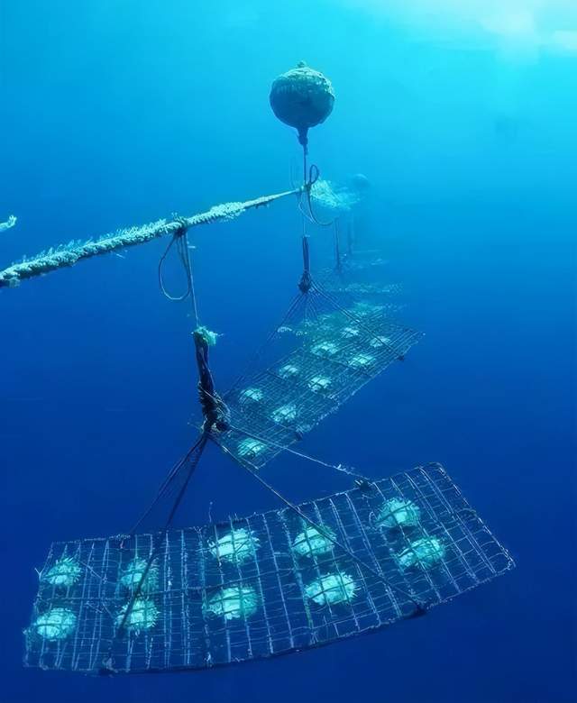 緬甸金珠：一顆21萬，一年只產2000顆？政府獨霸，只準日本人先挑？