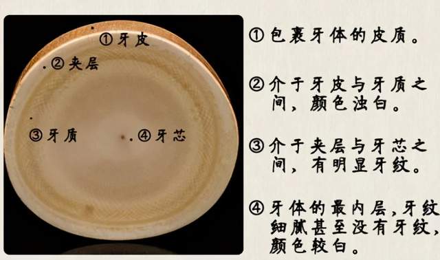 中國猛犸牙雕,世界第一,沒有第二,美到讓你說不出口!