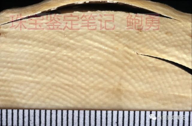 象牙？像牙！一則塑料偽造“引擎紋理”仿象牙的檢測案例