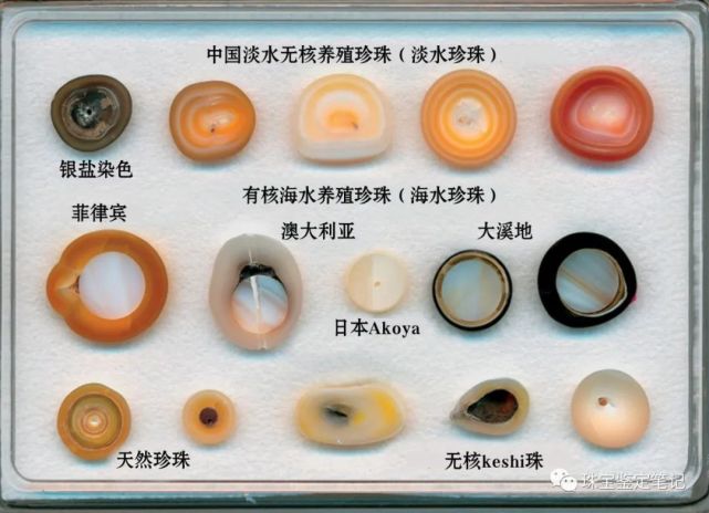 珍珠謎案---能摔碎的珍珠,一定是假貨吧?