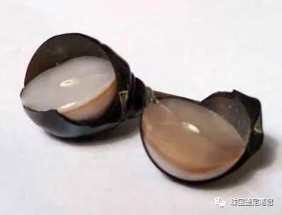 珍珠謎案---能摔碎的珍珠,一定是假貨吧?