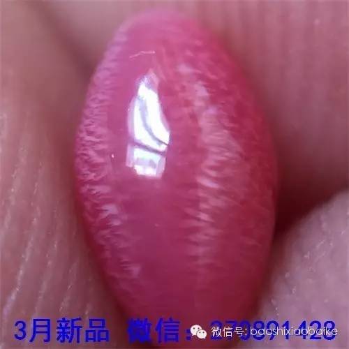 詳解“稀有海螺珠之—孔克珠”