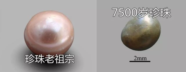 珍珠|史上最“老”珍珠曝光!8000年了,還光澤如新?這都是因為...
