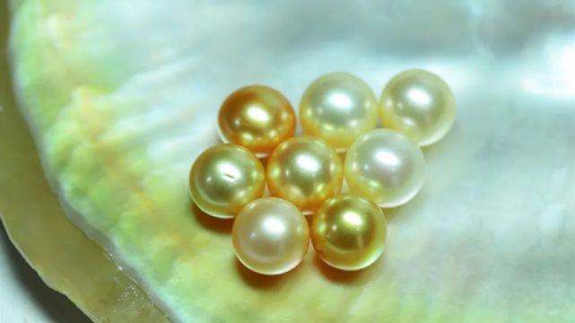 南洋金珠什么樣的好？一分鐘認識南洋金珠