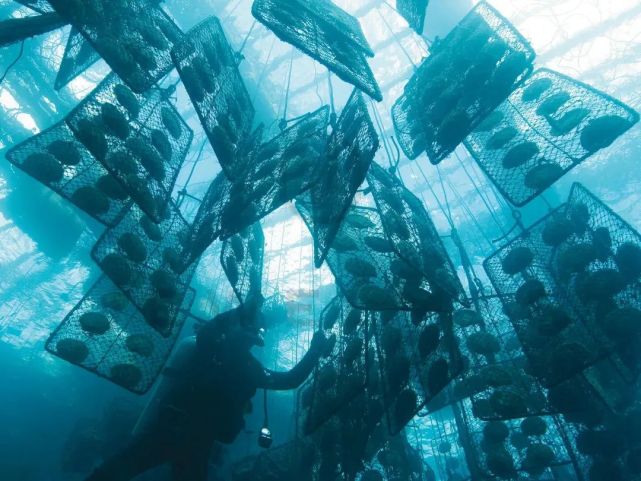 南洋金珠什么樣的好？一分鐘認識南洋金珠