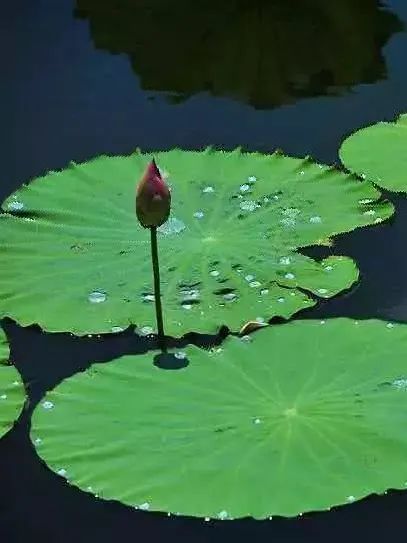 真相：花珀的真實面目大公開，這些你都知道嗎？