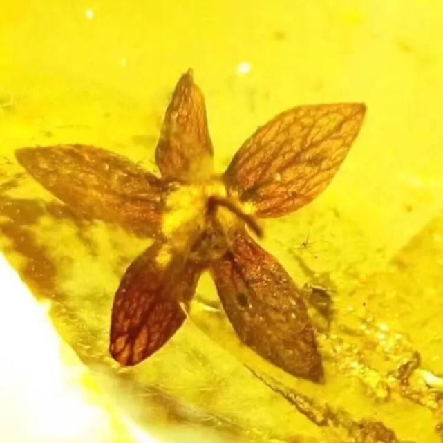 真相：花珀的真實面目大公開，這些你都知道嗎？