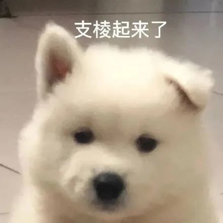 大牌珠寶的暢銷經典耳環合集