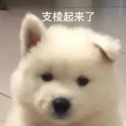 大牌珠寶的暢銷經典耳環合集
