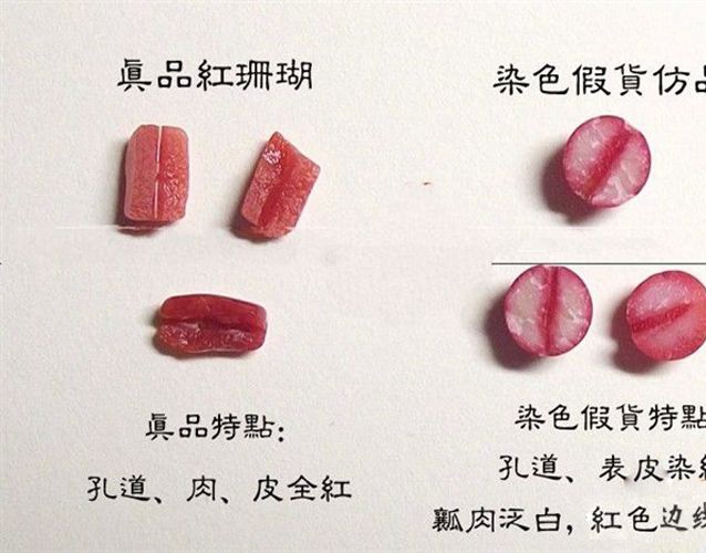 天然紅珊瑚真假對照圖分析，教你鑒別紅珊瑚