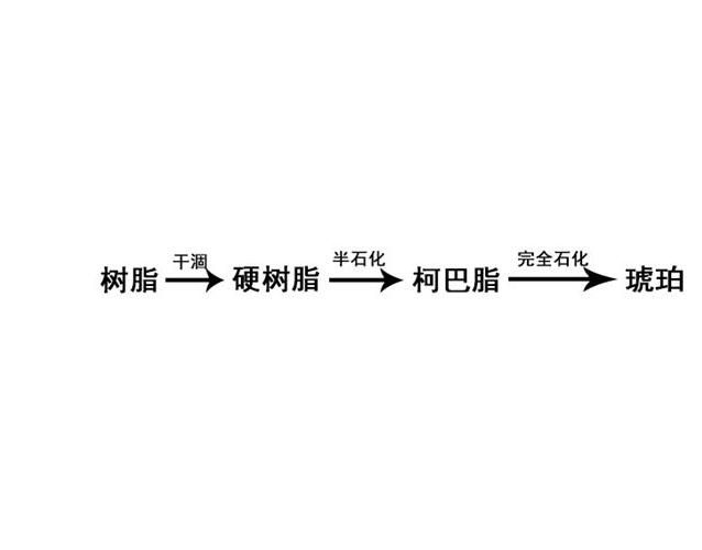 琥珀是怎么形成的？琥珀形成需要哪些階段？
