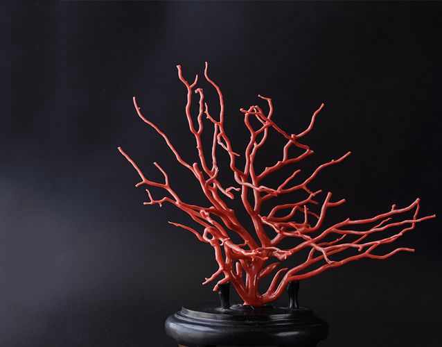 紅珊瑚長什么樣？怎樣判斷紅珊瑚的品類？ -紅珊