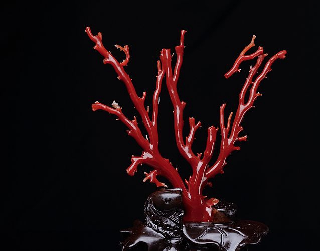 紅珊瑚長什么樣？怎樣判斷紅珊瑚的品類？ -紅珊