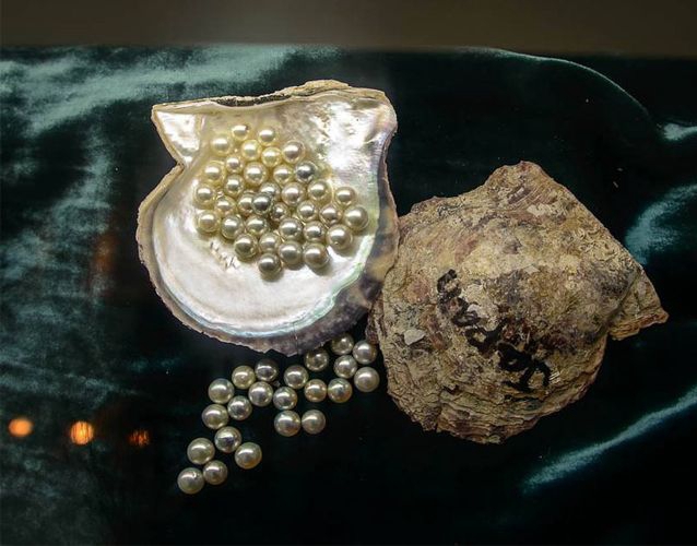 珍珠養殖到底如何進行的呢？珍珠養殖是從何時