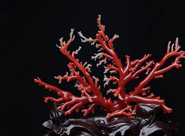 紅珊瑚究竟是什么？紅珊瑚成分有哪些？ -紅珊瑚