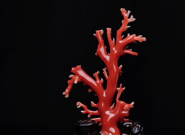 紅珊瑚的產地到底都有哪些？哪里產的更值錢？