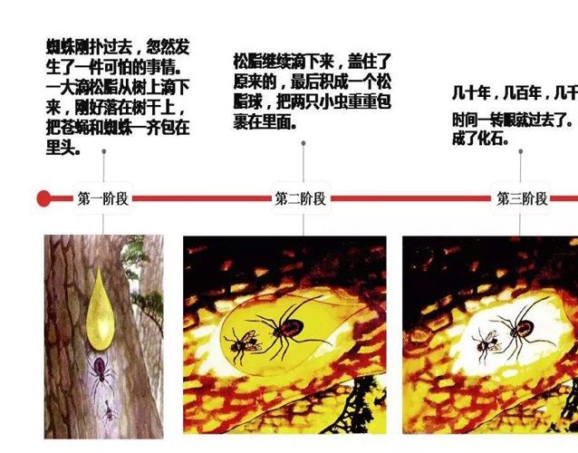 琥珀的形成過程是怎樣的？琥珀如何形成的？