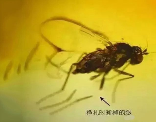 琥珀真假鑒定方法：蟲珀該如何鑒別？ -蜜蠟琥珀