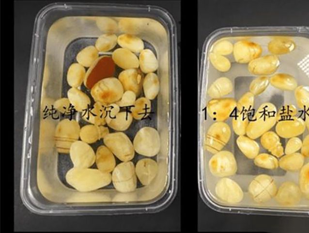 琥珀真假鑒定方法：蟲珀該如何鑒別？ -蜜蠟琥珀