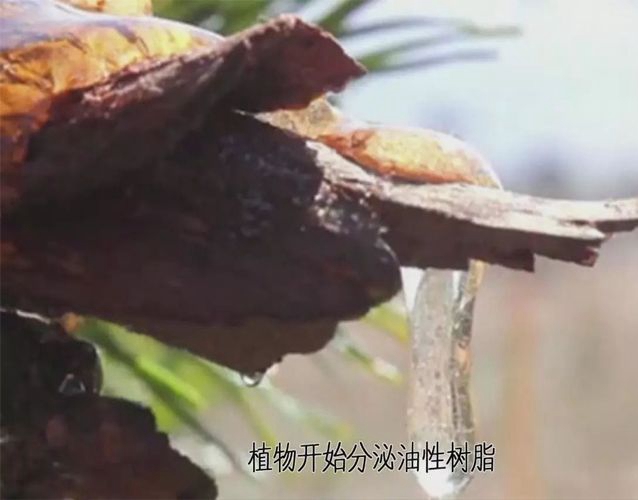 蜜蠟是怎么形成的？蜜蠟和琥珀的區別 -蜜蠟琥珀