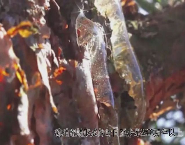 蜜蠟是什么材質？蜜蠟是怎么形成的？ -蜜蠟琥珀