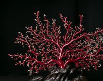 紅珊瑚長什么樣？怎樣判斷紅珊瑚的品類？ -紅珊