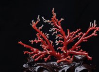 紅珊瑚究竟是什么？紅珊瑚成分有哪些？ -紅珊瑚