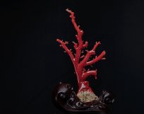 紅珊瑚真假鑒別——如何區分染色海竹和天然紅