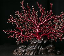 2018年紅珊瑚價格，仍有很大收藏價值 -紅珊瑚