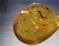 琥珀真假鑒定方法：蟲珀該如何鑒別？ -蜜蠟琥珀