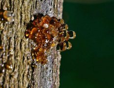 琥珀是怎么形成的 我們應該如何對它進行保養