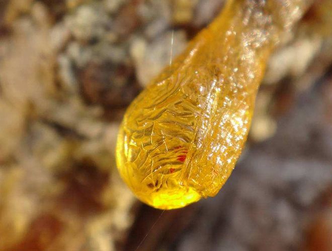 天然琥珀怎么形成的？琥珀的形成過程 -蜜蠟琥珀
