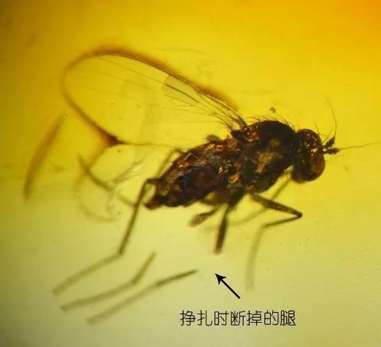 琥珀蜜蠟的區別？琥珀的種類圖片大全