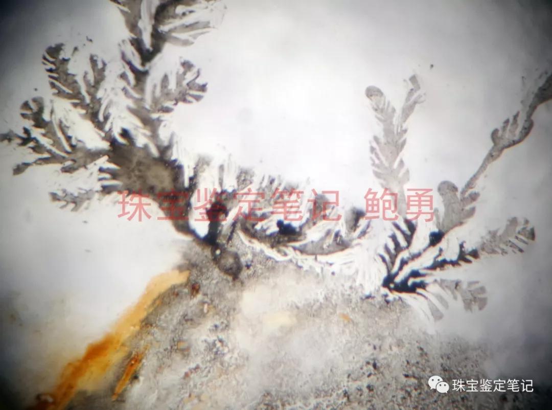 風景水草花“水晶”的秘密