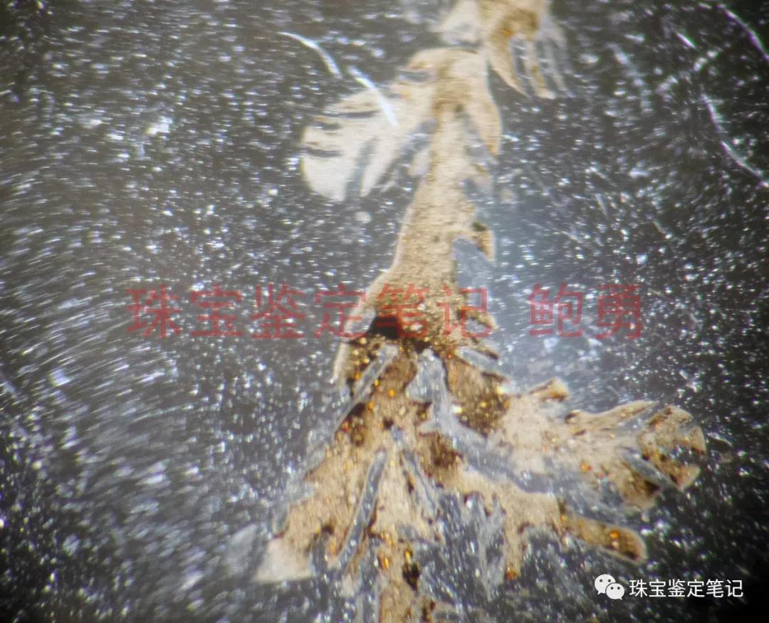 風景水草花“水晶”的秘密