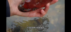 雞血玉鑒別方法?視頻講解如何鑒別雞血石真假的方法